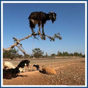 Goat on a limb