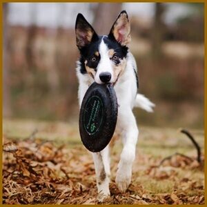 Dog bringing frisbee learning